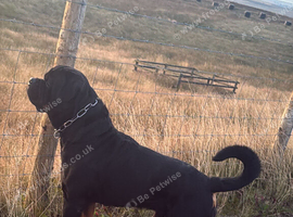 PROVEN STUD only KC reg Rottweiler