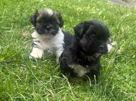 Shih Tzu Yorkshire terrier