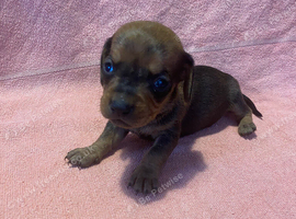 Miniature Dachshunds