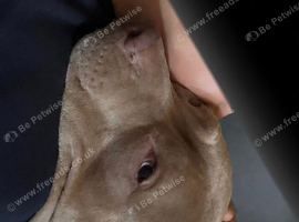Puppies for sale