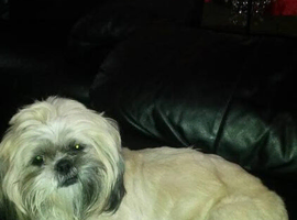 Shih tzu