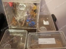 Selling my whole collection with set ups