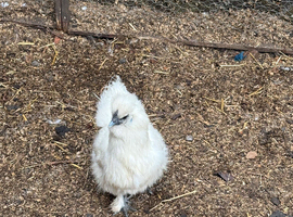 Silkie hens