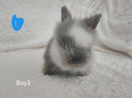 Last 2 Double mane lionhead rabbits