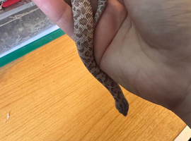 Cb25 lavender female