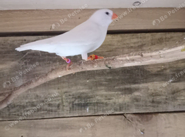 Finches