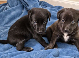 Beautiful borador puppies