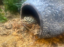 Leopard gecko male