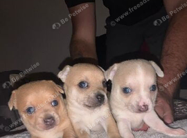 Pedigree chihuahuas