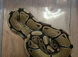 3 ball pythons
