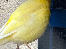 Assorted Canaries for sale