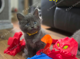 6 Maine Coon Kittens