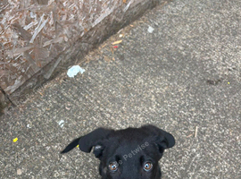 19 Week old puppy