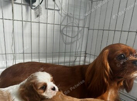 2 beautiful cavalier babies