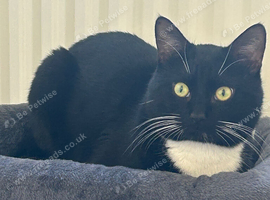 Looking for a new forever home for my cat Leo
