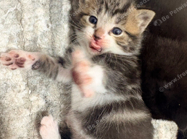 Kittens