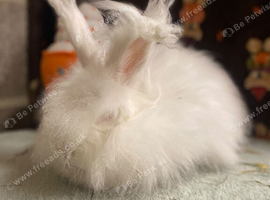 Angora doe