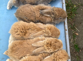 French Lop for sale in London.