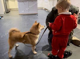 4 year old female Shiba Inu