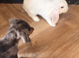 FREE 8 months old rabbit