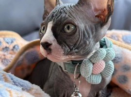 Beautiful Sphynx Kittens&ndash;1Girl & 1Boy Available