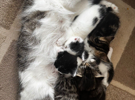 Kittens