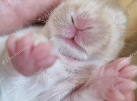 Beautiful Harlequin Mini Lops