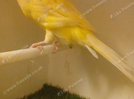 Quality Yorkshire canaries close rung Delivery Available
