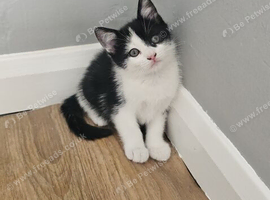 Beautiful kittens