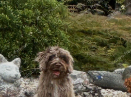 Chocolate merle cockapoo