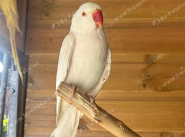 Albino Indian ringneck