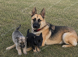 German shepherd puppies