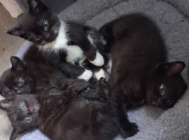 Bombay kittens