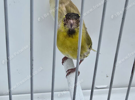 BEAUTIFUL PROVEN PAIR YELLOW PASTEL SISKINS