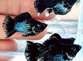 Blue rare molly breeding pair