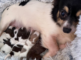Longcoat chihuahua puppies