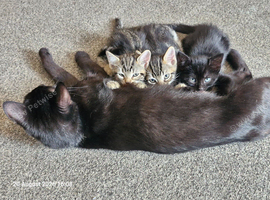 3 kittens