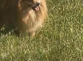 Pomeranian