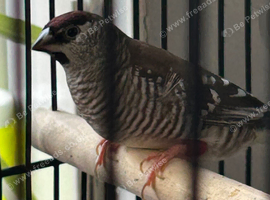 Bengalese of Cherry finch wanted