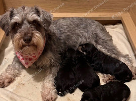 Gorgeous Tan and liver miniature schnauzer puppies