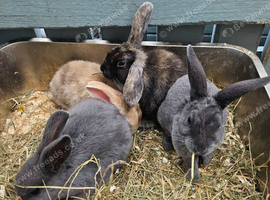 Baby bunnies available now
