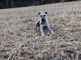Boy dog saluki collie greyhound whippet