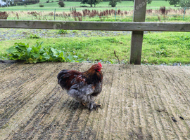 Trio of Bantams