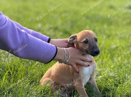 Outstanding Working-Bred Whippet Lurcher Puppies