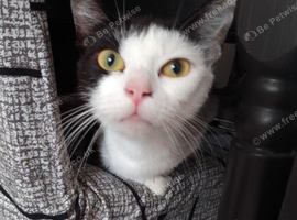 Female cat
