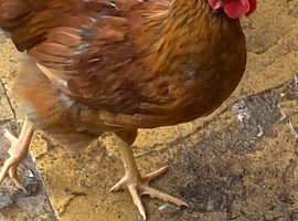Hen
