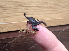 Dark creeper baby scorpions