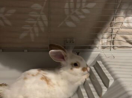 9 month old white rabbit
