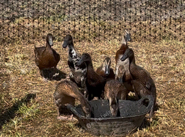 Indian Runner Ducks