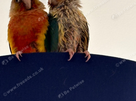 Two lovely conures